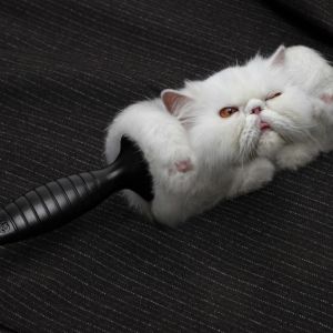299_No Fluff BP Ideas